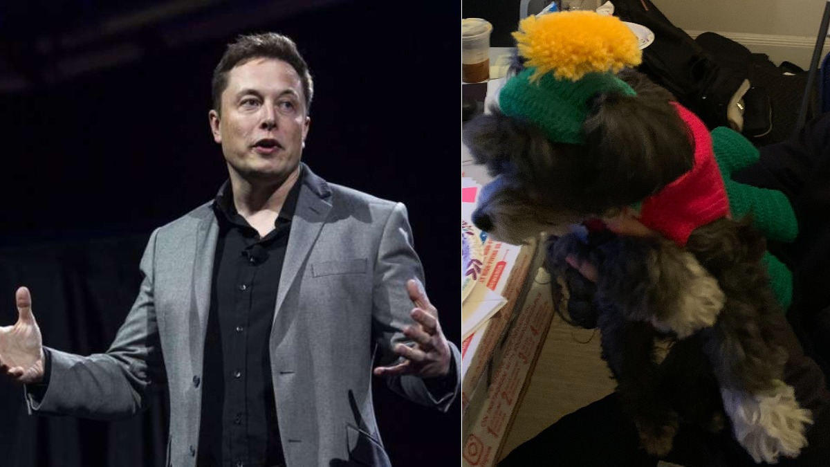 Elon Musk Bought Gift For His Dog Then This Happened Offbeat News India Tv