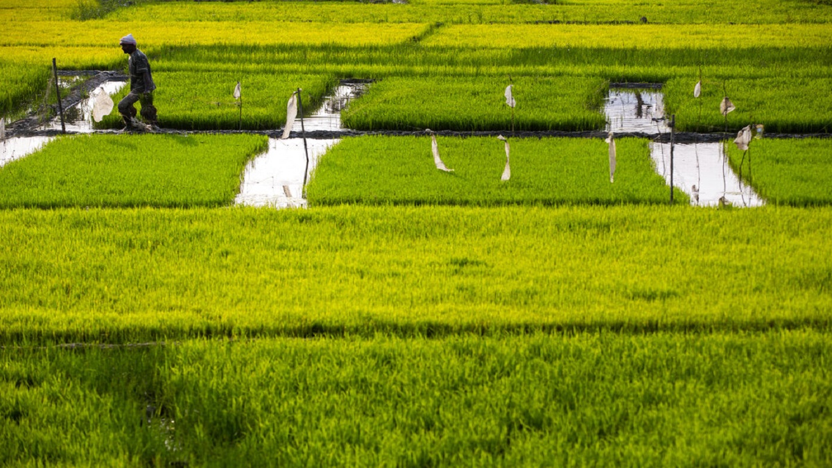 A farmer works in his paddy field on the outskirts of Guwahati.&nbsp;