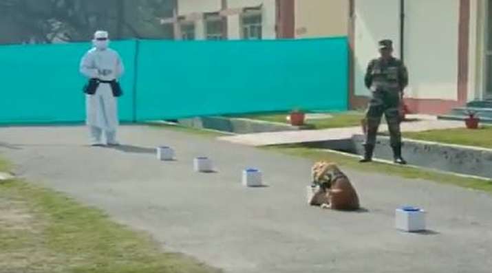 How these 2 Indian Army dogs sniff out Covid-19 in seconds | WATCH VIDEO