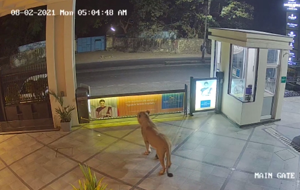 Lion ventures around&nbsp;Hotel Sarovar Portico in Gujarat's Junagadh