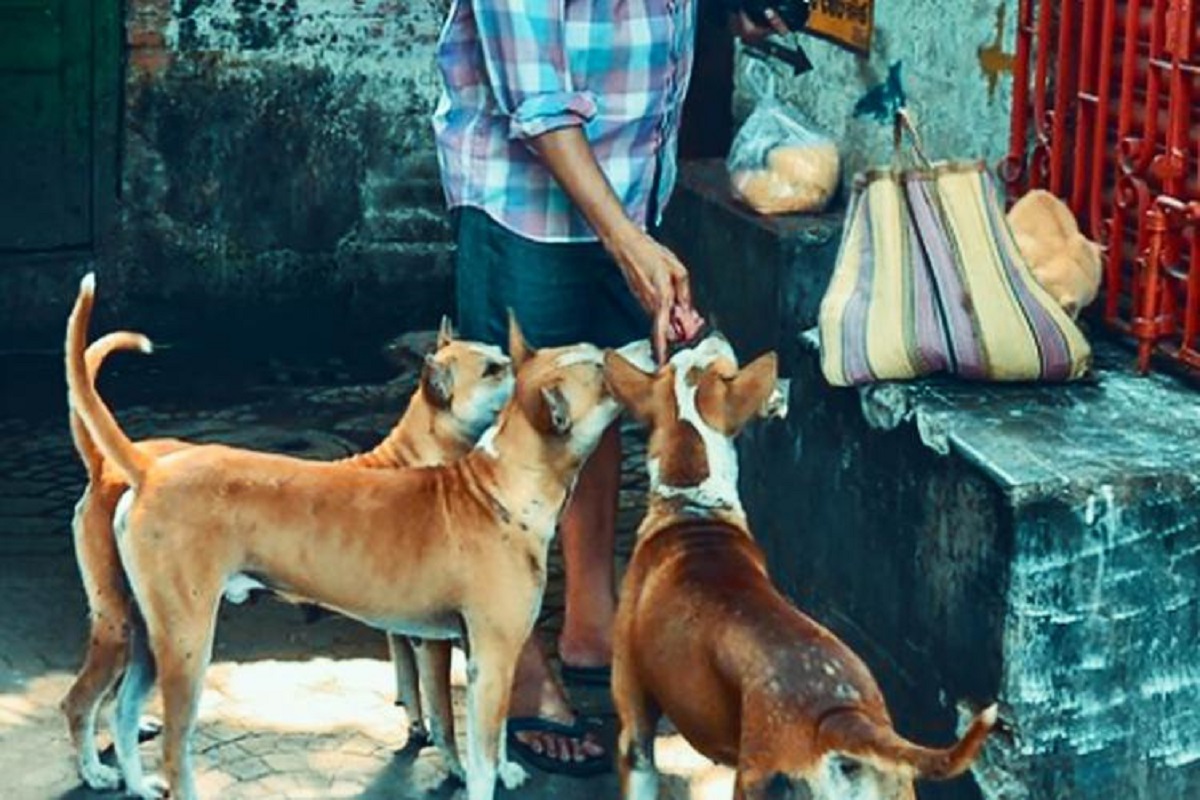 Kerala: 9-year-old mauled by stray dogs, undergoes treatment in Kannur