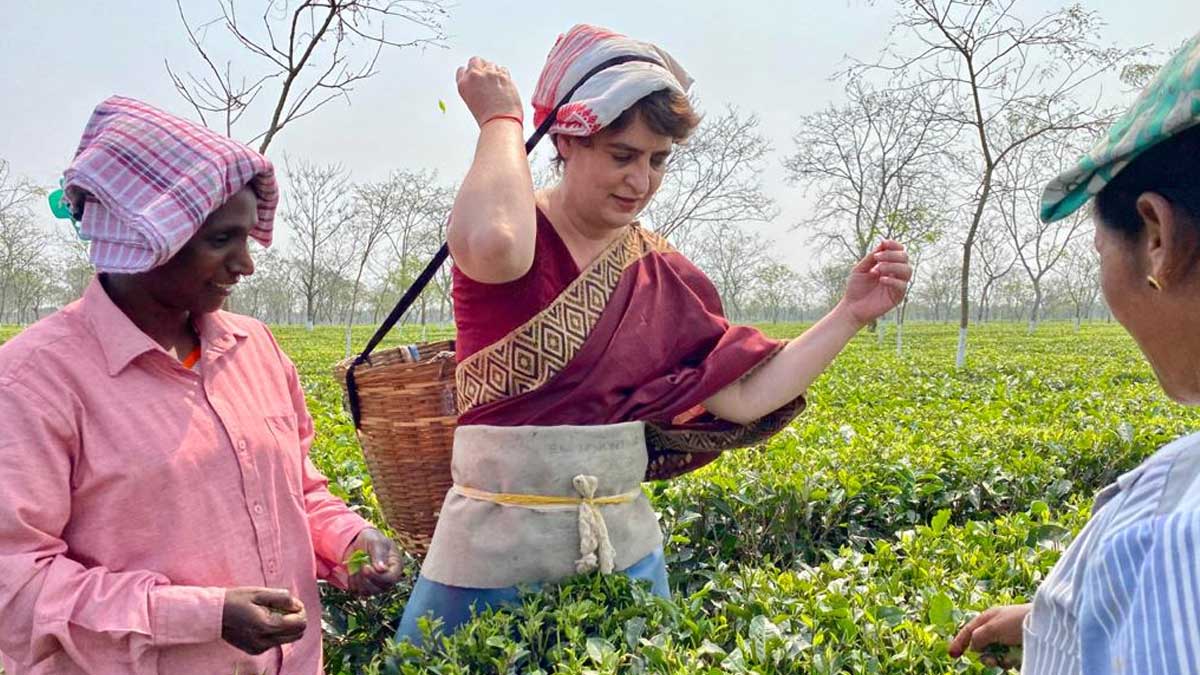 Assam polls 2021: Priyanka Vadra tries hand at plucking tea leaves in Biswanath - Video