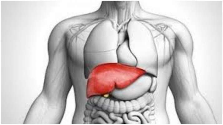 A fatty liver can be dangerous to your heart