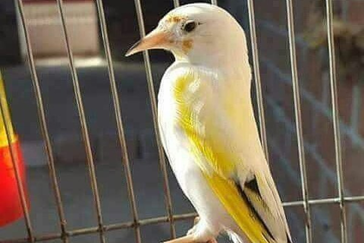 Vastu Tips Keeping pictures of birds at home in THIS direction is
