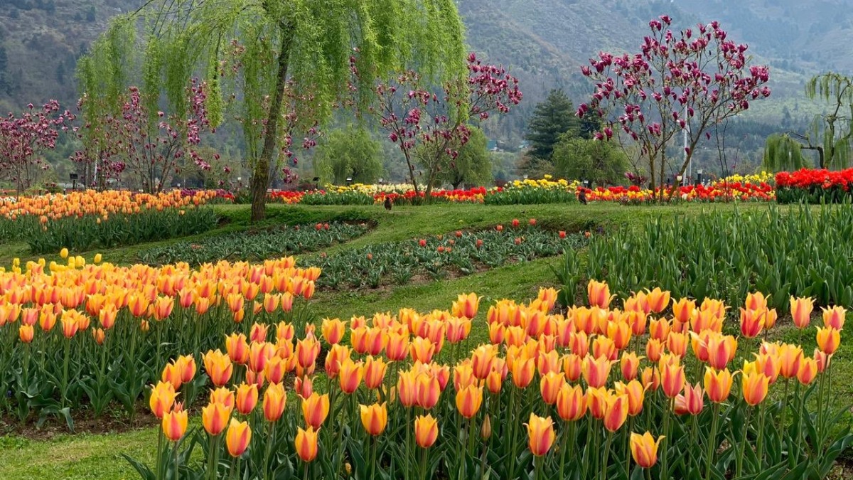 Kashmir's twoday 'Tulip Festival' concludes with significant boom in