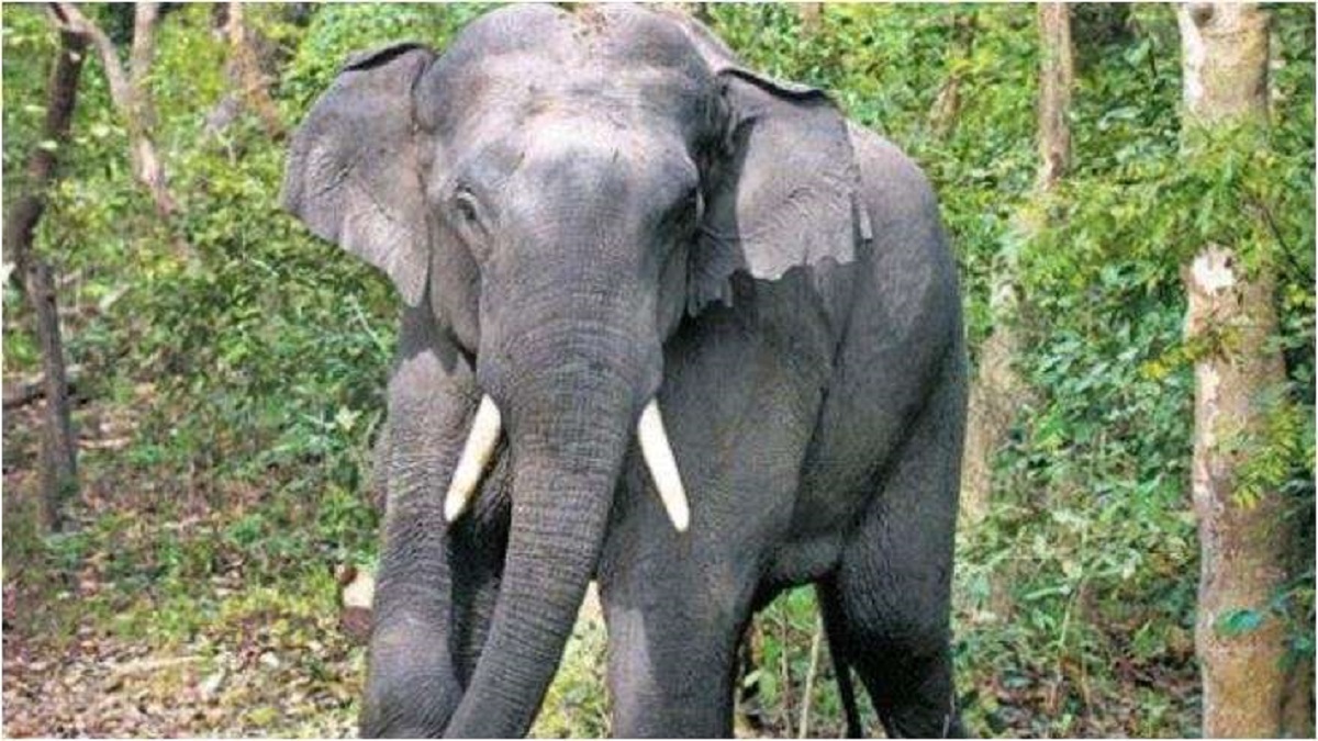 Woman trampled to death by wild elephant in Chhattisgarh's Mahasamund ...