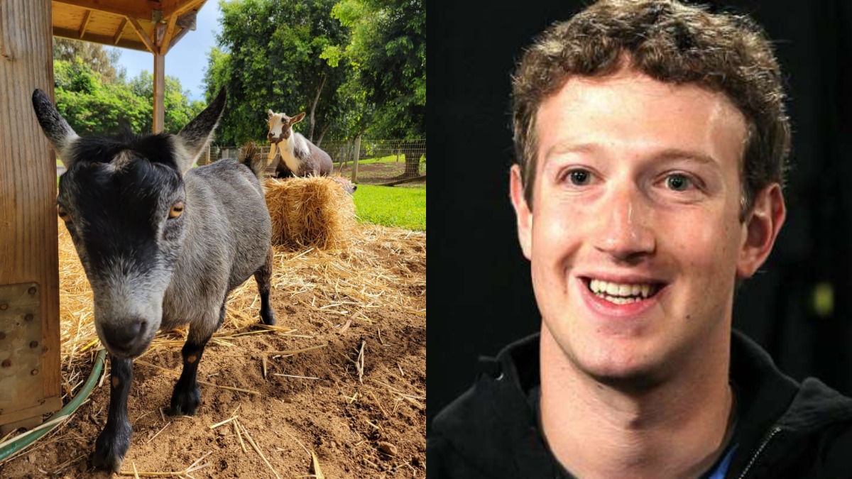 Facebook Ceo Mark Zuckerberg Shares Pic Of His Goat Named Bitcoin