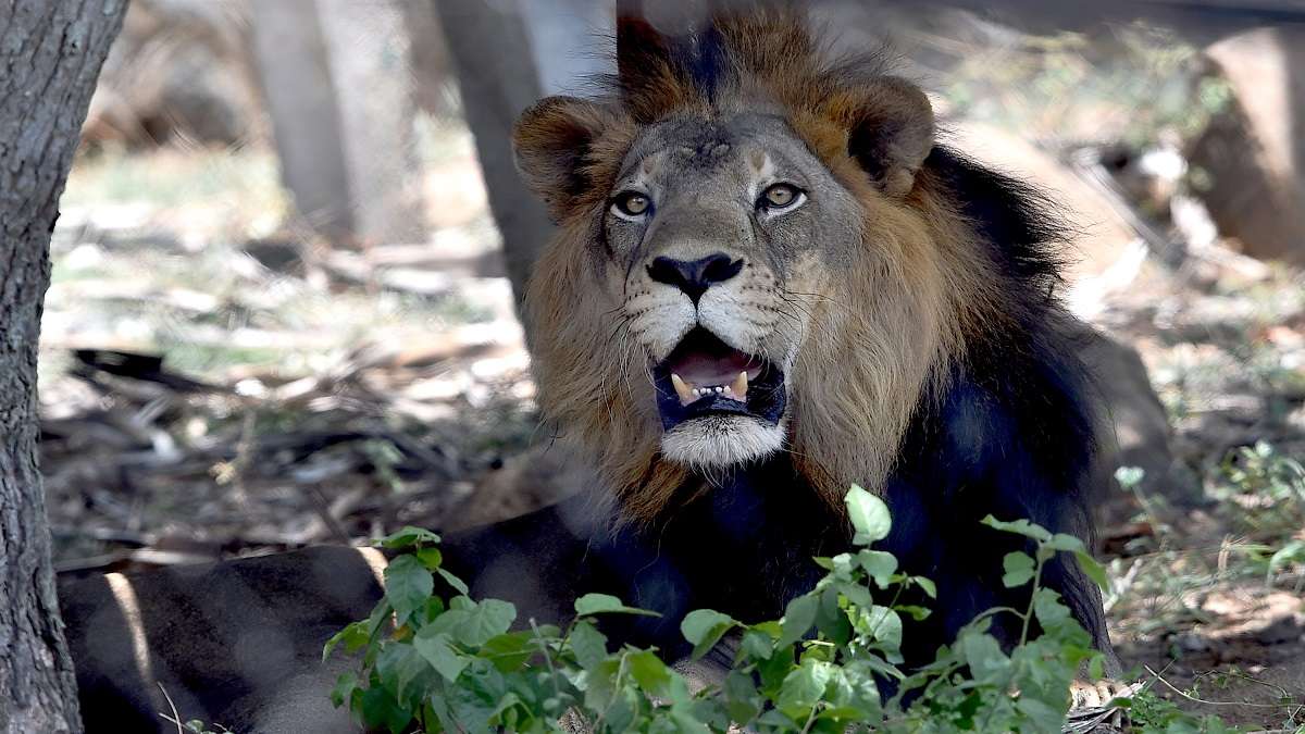 Infected Asiatic lion on antibiotic regimen; TN CM visits zoo | India News  – India TV