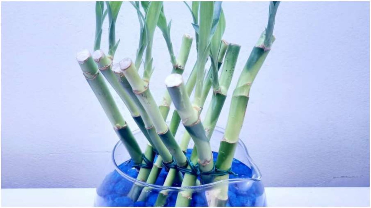 Vastu Tips Keep bamboo plant in this direction of the house for