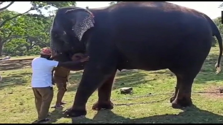 Elephants at Mudumalai camp tested for Covid-19