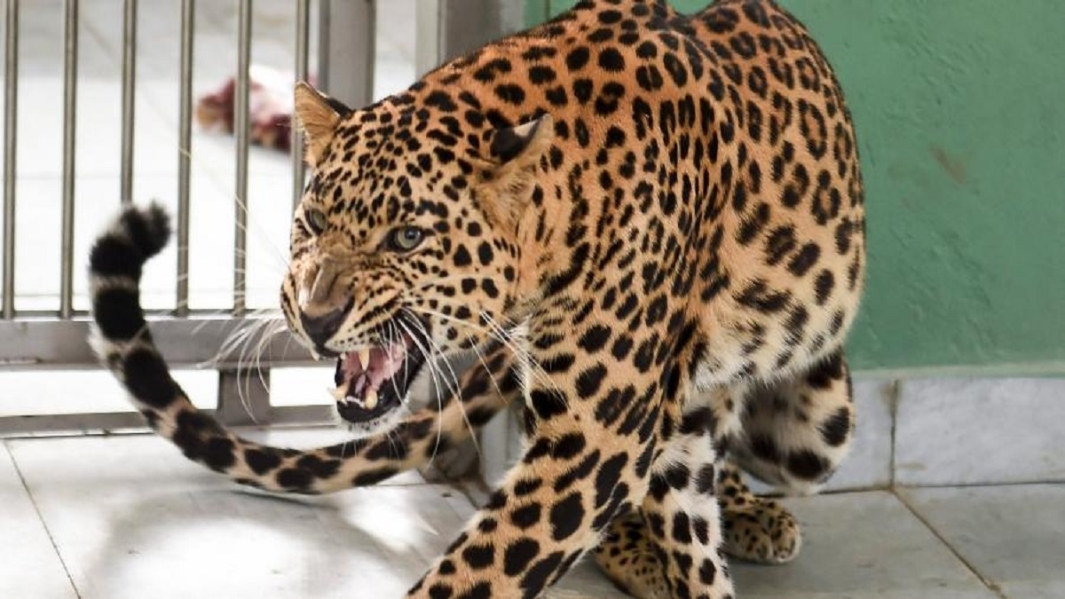 4-year-old girl mauled to death by leopard in Budgam.