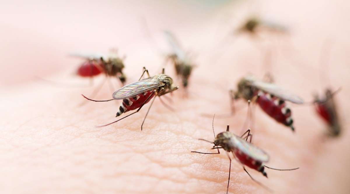 New climate-based solutions for eliminating malaria in India