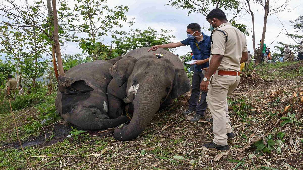 18 wild elephants killed in Assam due to lightning, confirms post