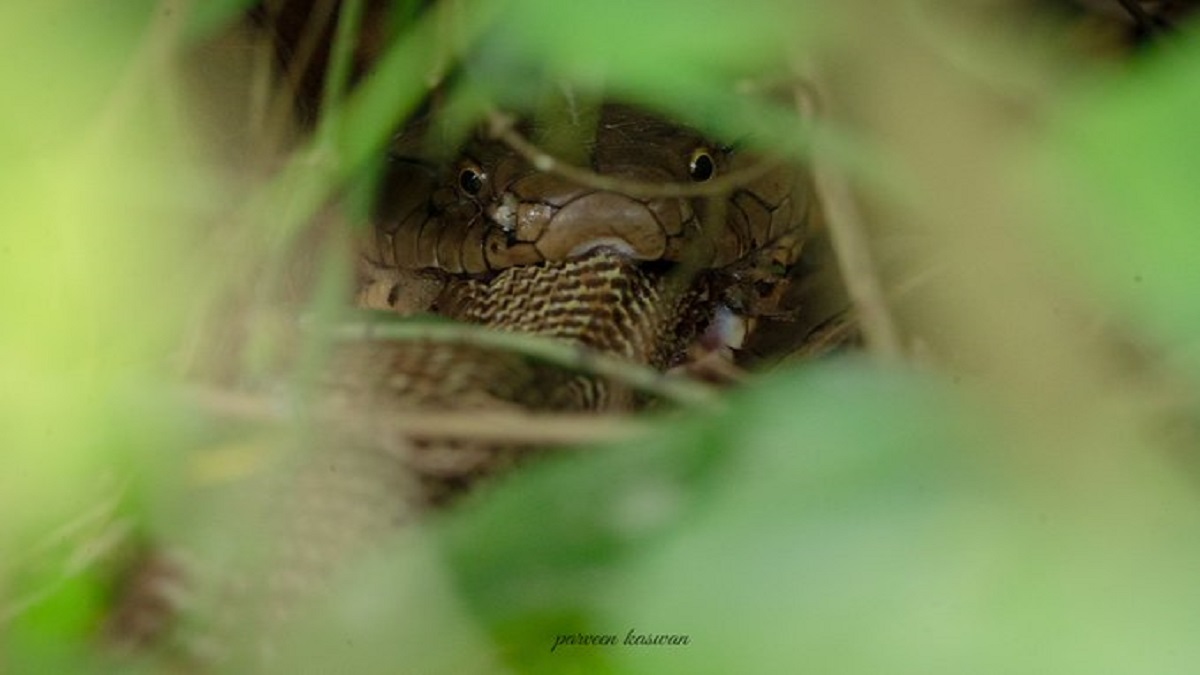 Don't Miss! A majestic pic of a cobra eating cobra