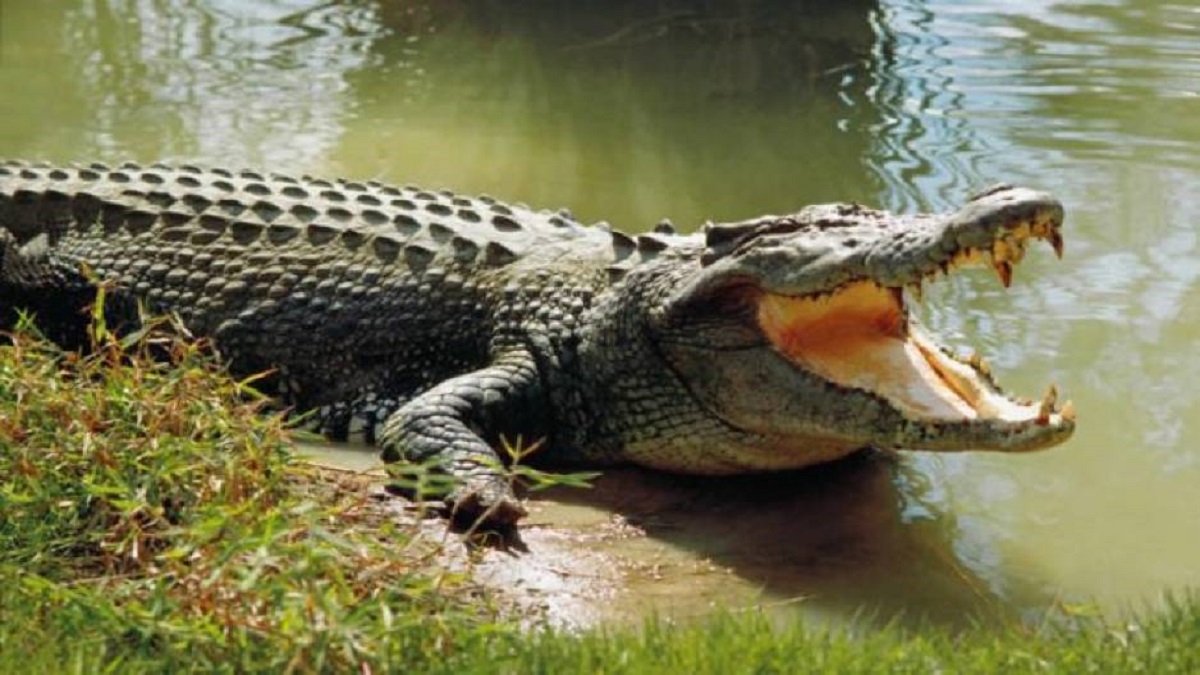 Maharashtra rains: Crocodile sighted in Sangli following heavy rainfall.