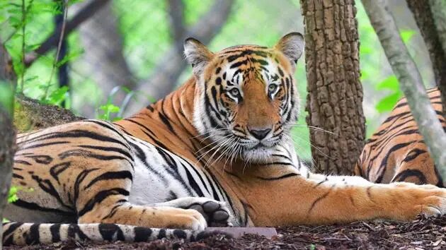 UP: Two killed, one injured in tiger attack in Pilibhit's forest area