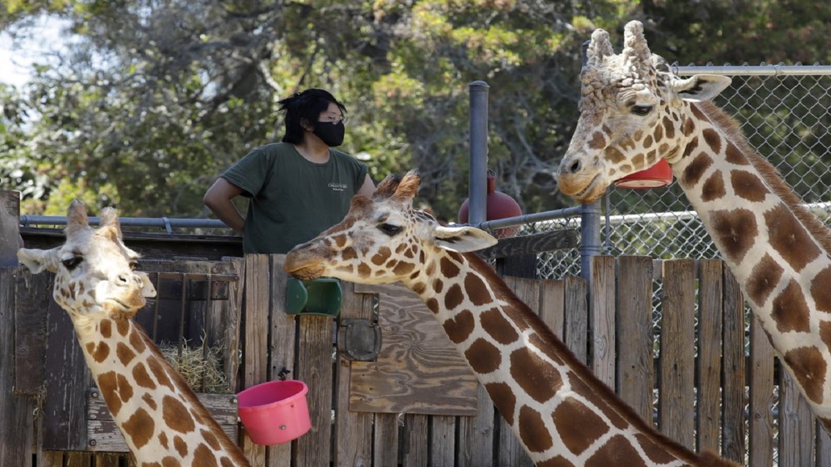 US Oakland Zoo vaccinates animals against COVID