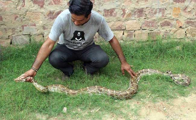 A python was hauled out of a river in Vadodara by three rescuers who later put it into a cage till it is released by the Forest Department.