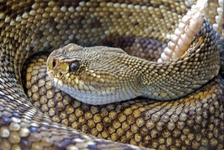 Odisha: Snake Bites Man, He Bites It Back In Revenge; Snake Dies – India TV