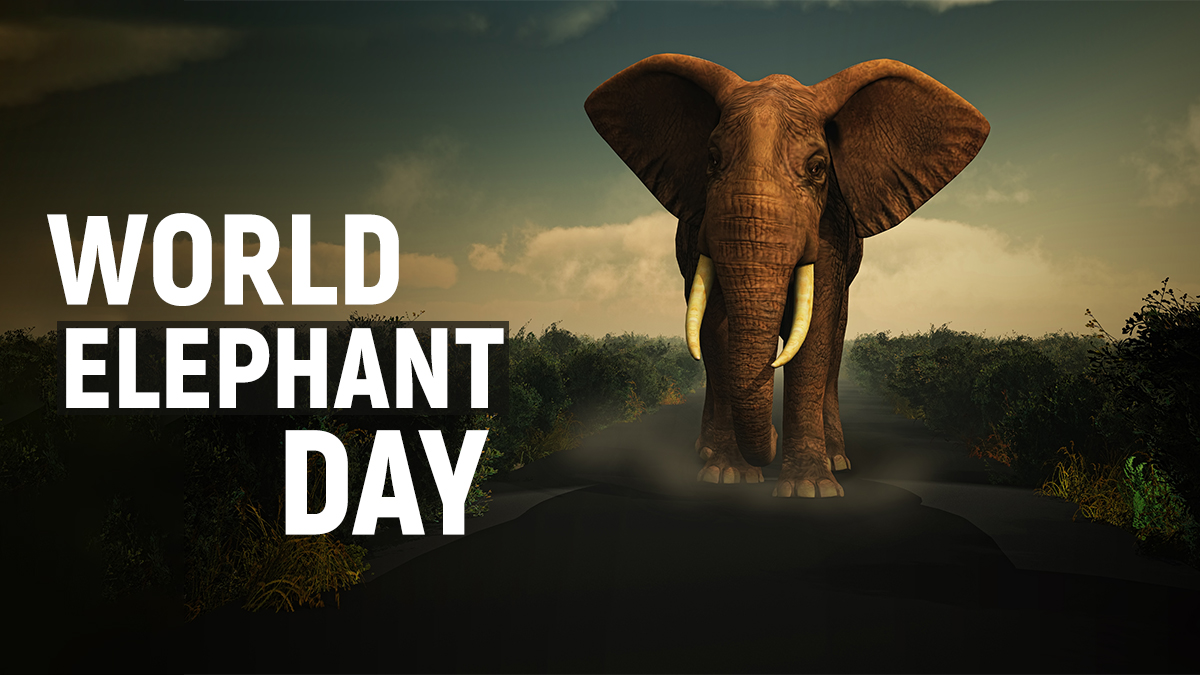 World Elephant Day 2021 History to Significance; all you need to know