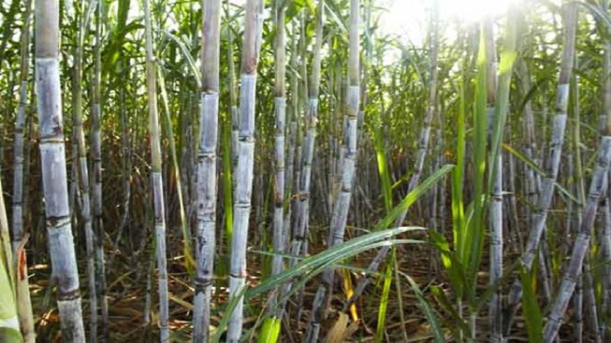 Uttar Pradesh: Govt hikes sugarcane purchase price by Rs 25 per quintal