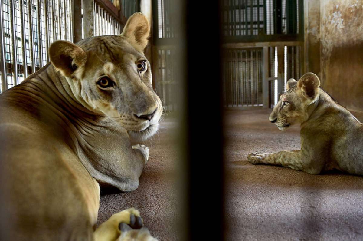 Lions, tigers in US zoo test presumptive positive for Covid