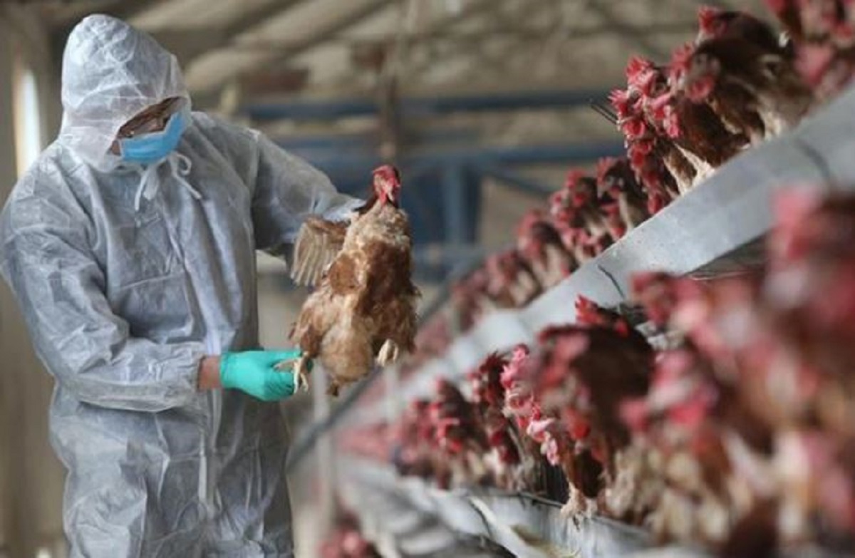 China reports 3 more human cases of H5N6 bird flu as fresh COVID cases continue to rise