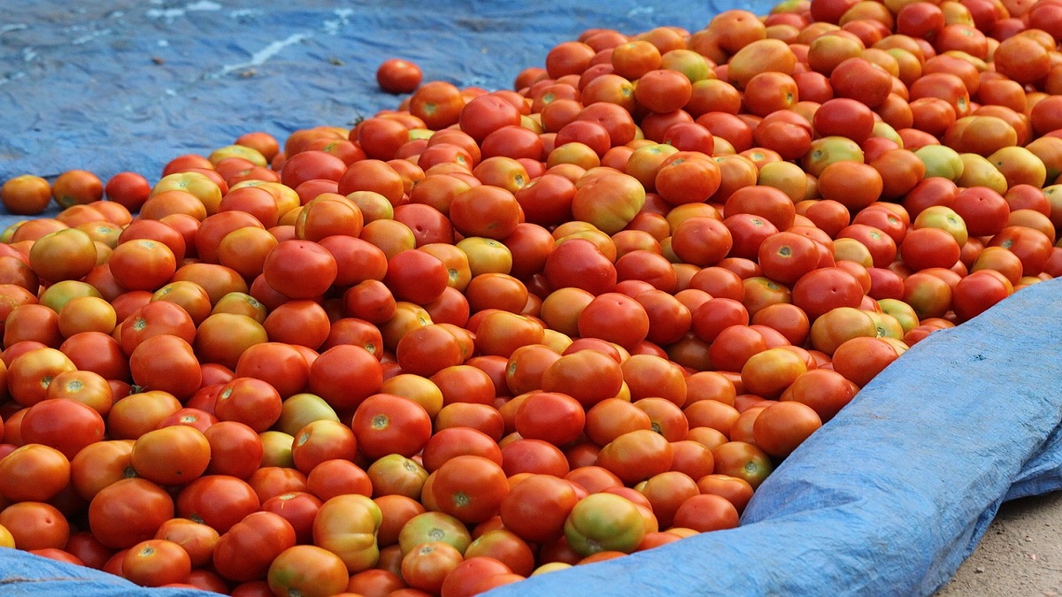 Tomato prices rise Rs 93 per kg retail tomato prices hike wholesale