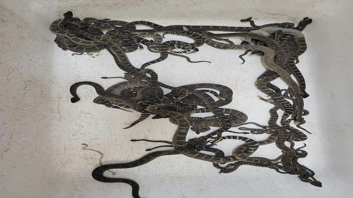 Over 90 snakes found under Northern California home