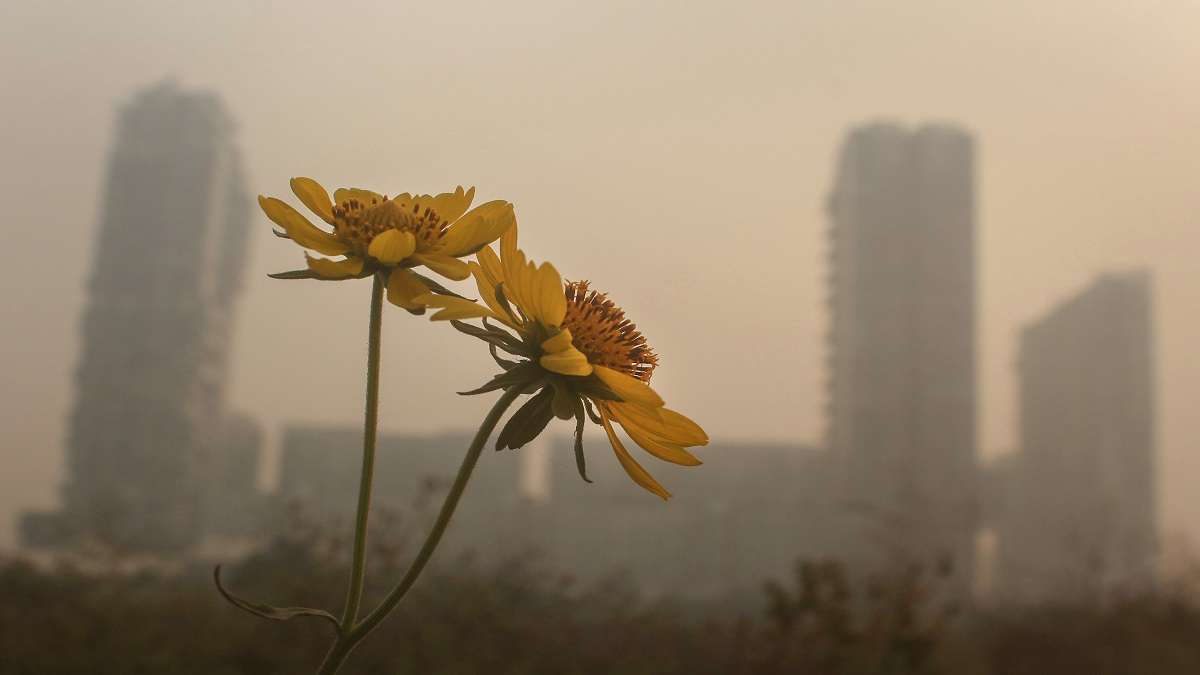 Delhi's 'hazardous' air quality is now bigger threat than COVID, say experts; political parties at spat