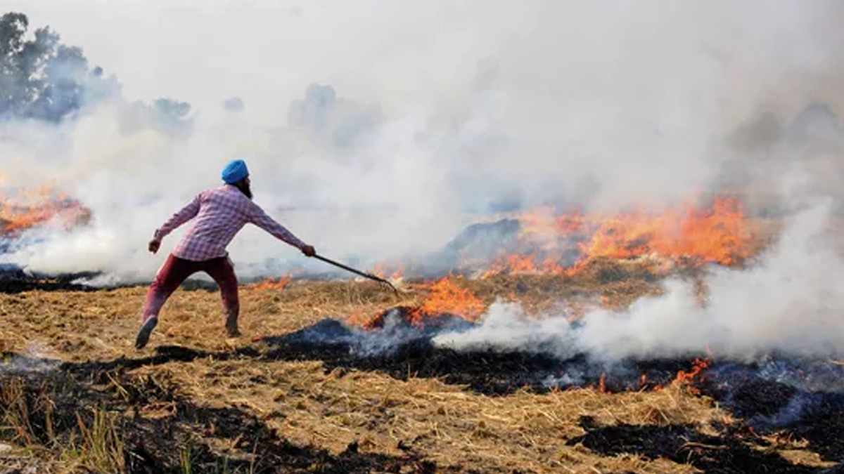 Stubble burning: AAP promises free spraying of bio-decomposer in Punjab if party forms govt