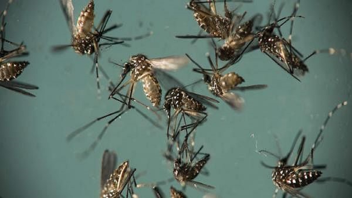 Uttar Pradesh: Two Zika virus cases found in Lucknow – India TV