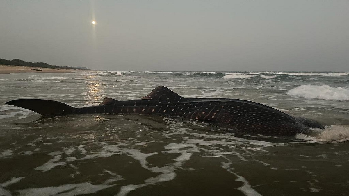 Andhra Pradesh: Shark entangled in fishing net rescued in Visakhapatnam