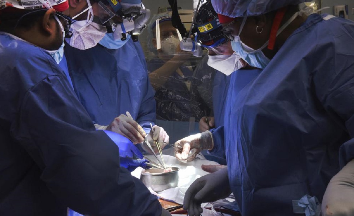 In this photo provided by the University of Maryland School of Medicine, members of the surgical team perform the transplant of a pig heart into patient David Bennett in Baltimore
&nbsp;
