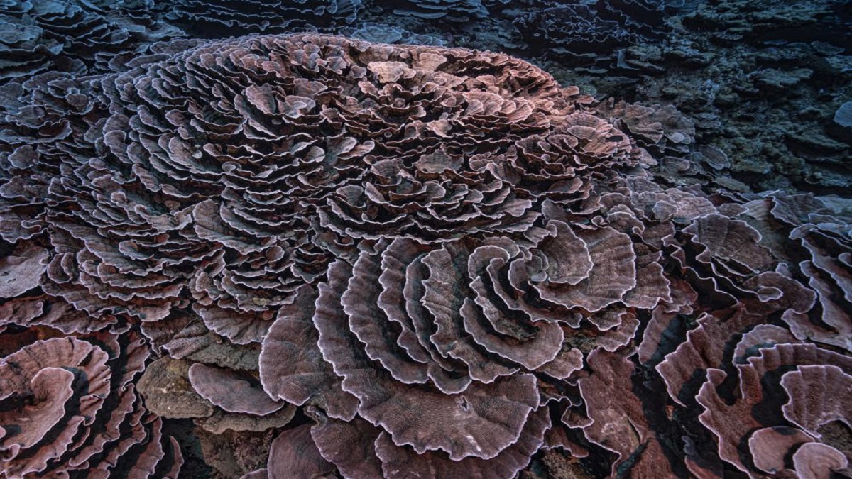 Rare, pristine coral reef found off Tahiti coast