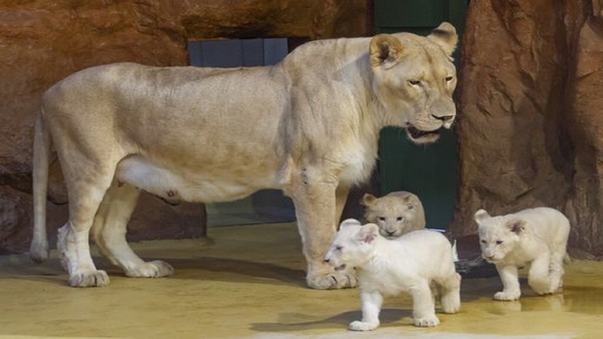 Escaped lioness kills keeper in Iran prowls zoo for hours India TV