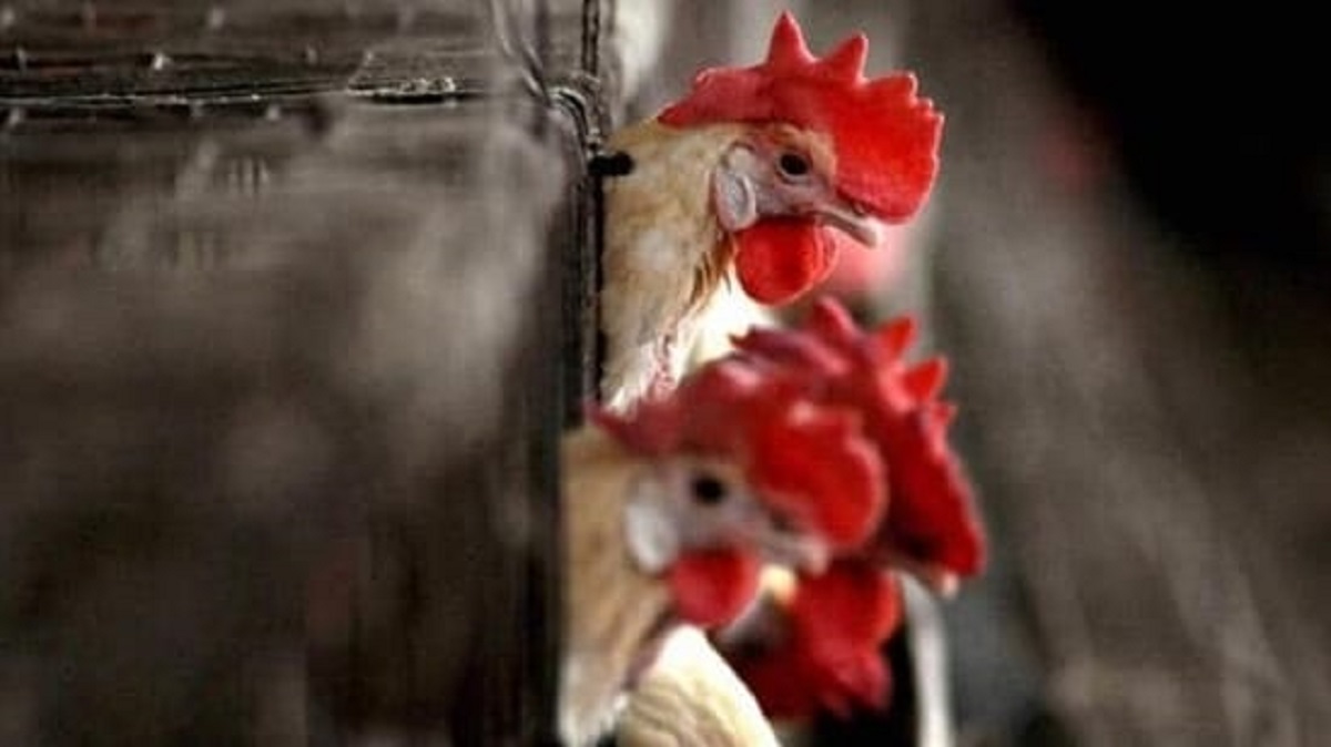 maharashtra-after-thane-bird-flu-detected-at-poultry-farm-in-palghar