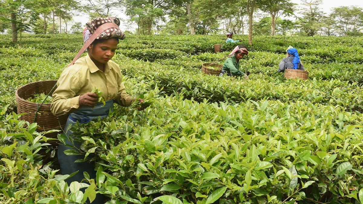 Russia-Ukraine crisis: India's tea exports likely to be hit – India TV