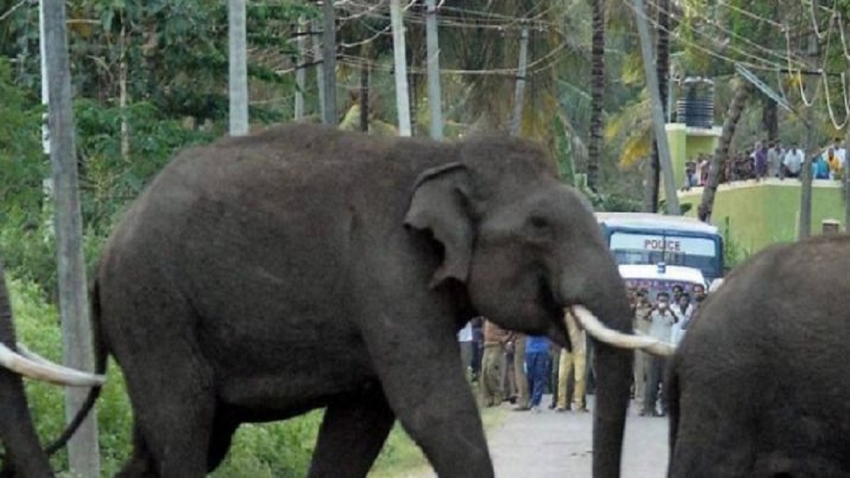 Chhattisgarh man killed by tusker after his car breaks down on forest road