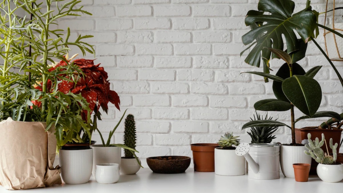 Beat Pollution With THESE Beautiful Air Purifying Indoor Plants – India TV