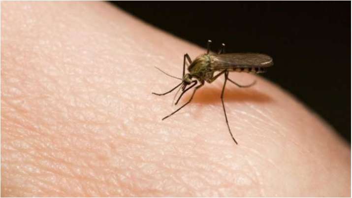 SERIOUS! Some arthritis may be caused by mosquito-borne viruses