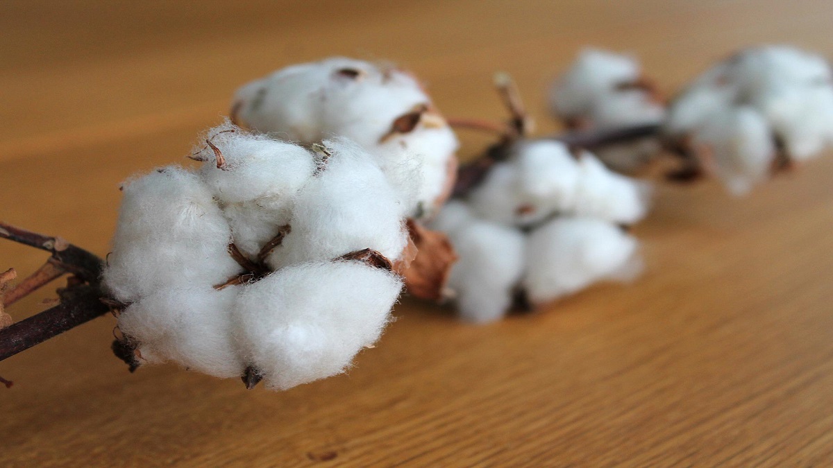 centre waives off customs duty on cotton imports till september 30 | business news – india tv