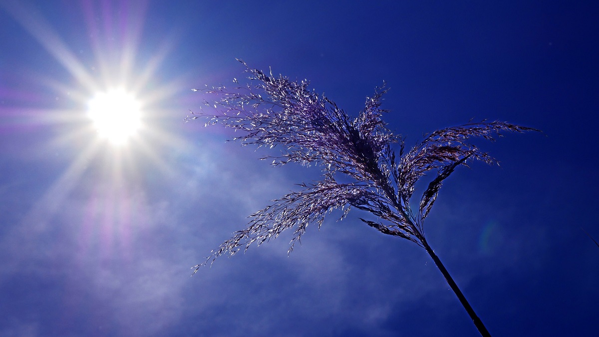 Heat Wave To Continue In Delhi Temperature Likely To Settle At 40 