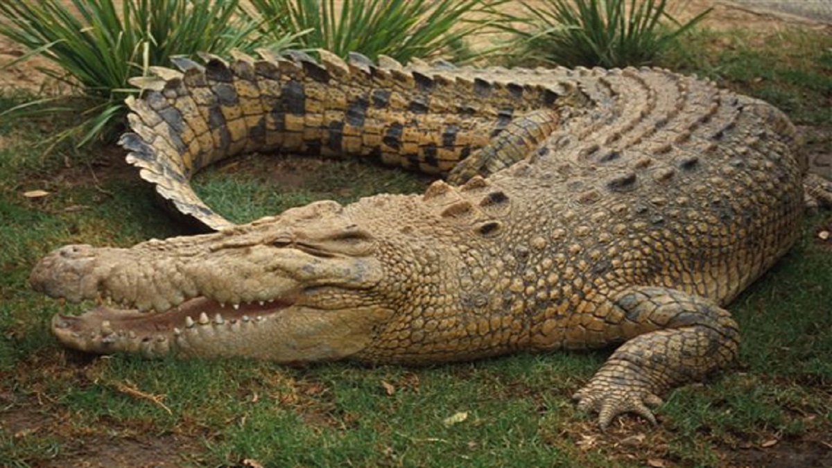 Гребнистый крокодил в Индии