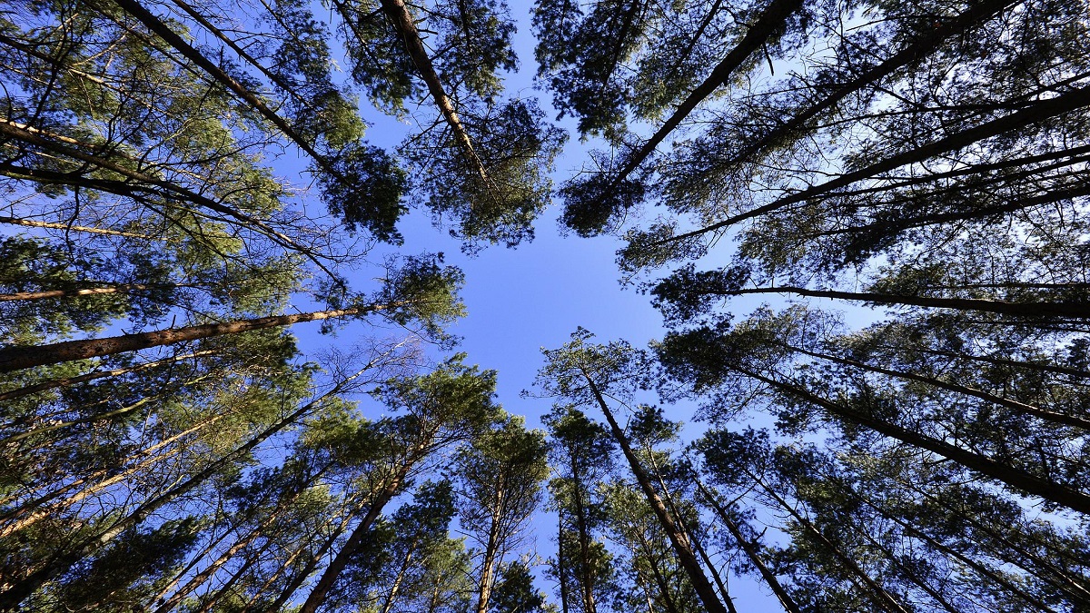 Delhi government to form 9-member committee on tree plantations