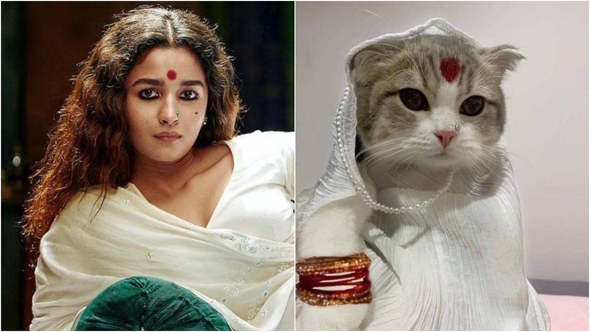 Gangubai 'Cathiawadi': Cat dresses up as Alia Bhatt from Bhansali's film and fans can't have enough of it