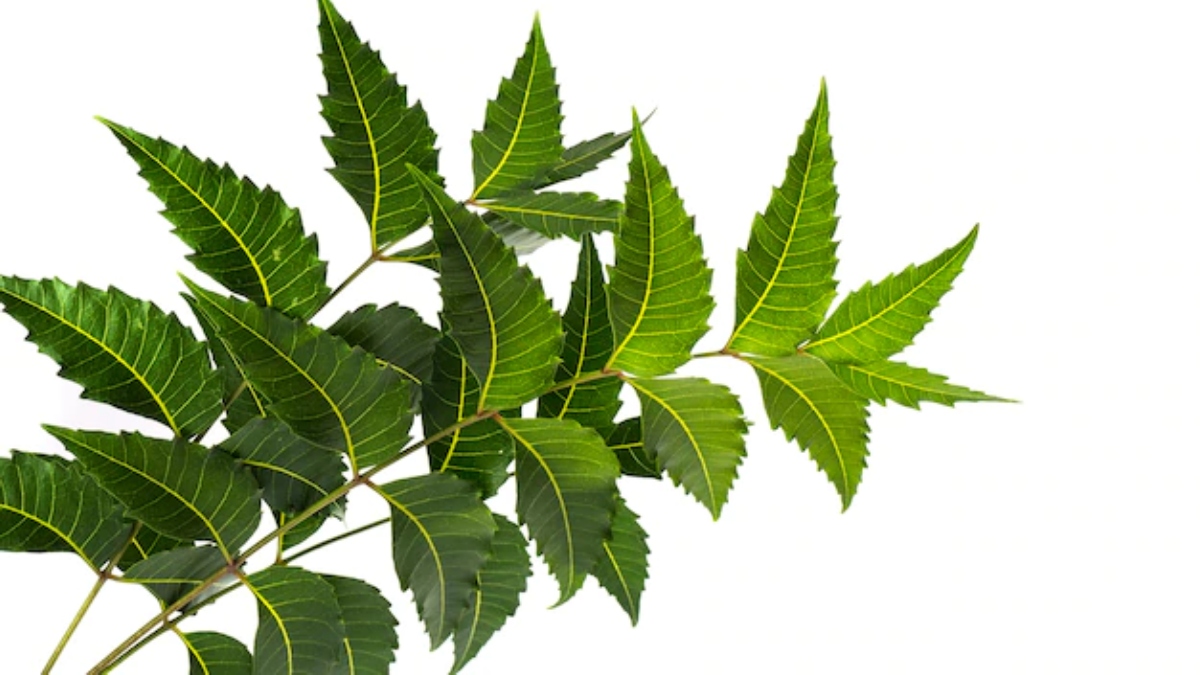 neem tree leaves