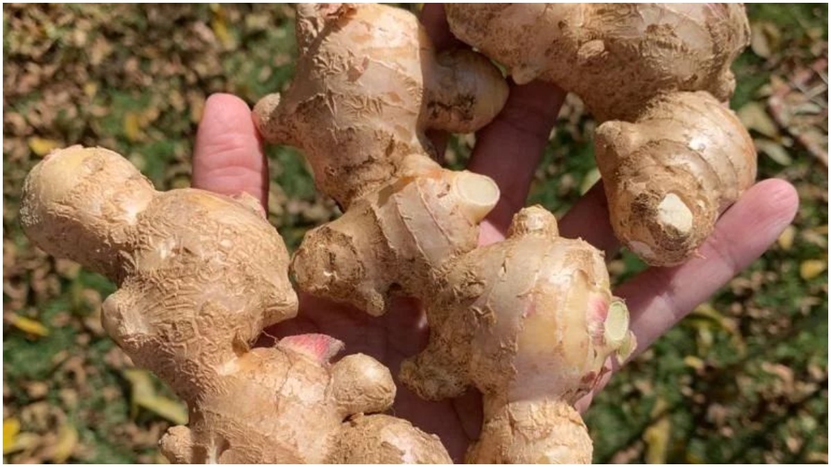 Fond of ginger? Beware! Excessive consumption can lead to health problems |  Ginger News – India TV