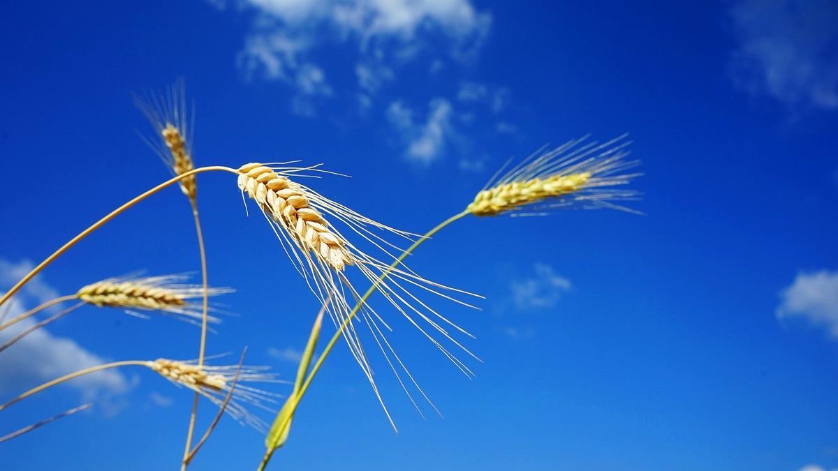 After India declared 'wheat export ban', global prices hit record high