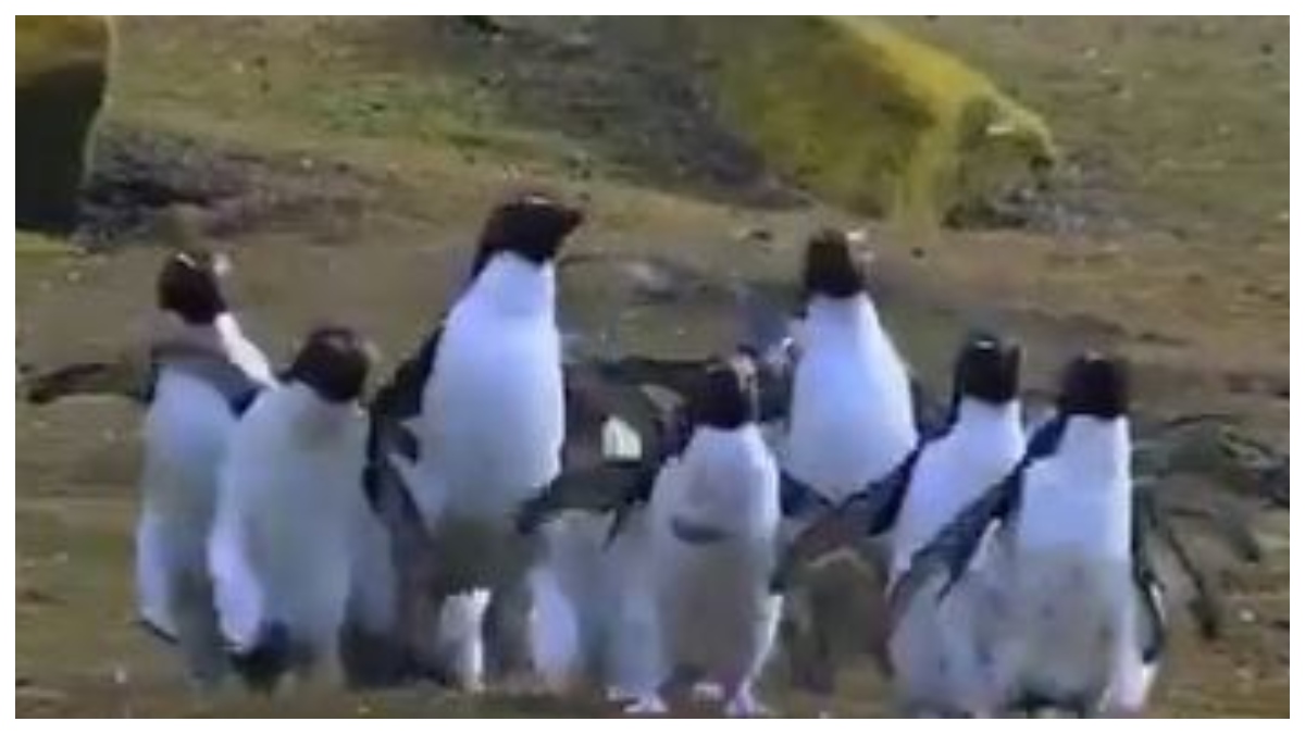 Viral video of penguins chasing a butterfly leaves internet awestruck l WATCH